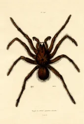 Tarantula